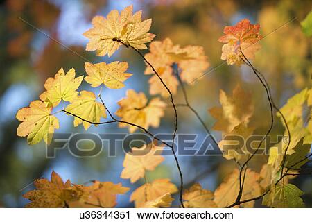 Close-up of yellow leaves View Large Photo Image Stock Image - Close-up of yellow leaves. Fotosearch