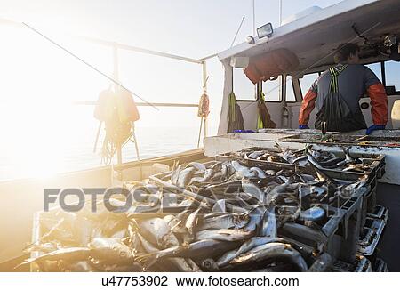 Crates of fish on boat with fisherman standing in background View Large Photo Image Stock Image - Crates of fish on boat with fisherman standing in background. Fotosearch