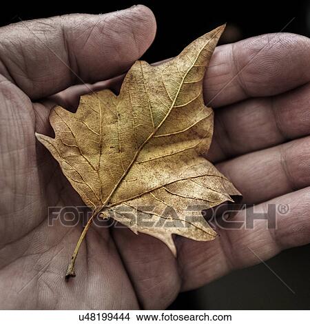 Dry leaf in man's hand View Large Photo Image Picture - Dry leaf in man's hand. Fotosearch