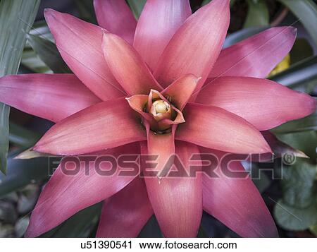 Exotic pink flower View Large Photo Image Stock Image - Exotic pink flower. Fotosearch