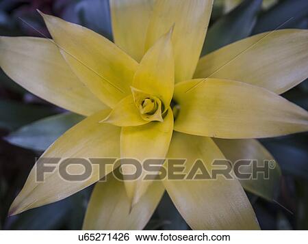 Exotic yellow flower View Large Photo Image Stock Photograph - Exotic yellow flower. Fotosearch