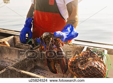 Picture - Fisherman holding lobster. Fotosearch