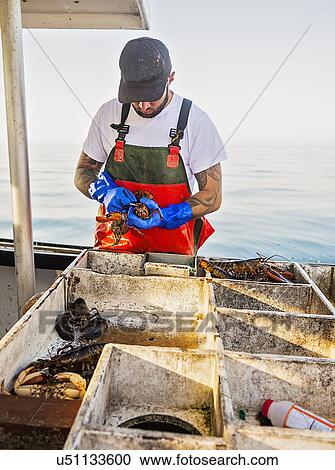 Stock Image - Fisherman measuring lobster. Fotosearch