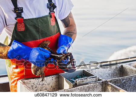Fisherman measuring lobster View Large Photo Image Stock Photo - Fisherman measuring lobster. Fotosearch