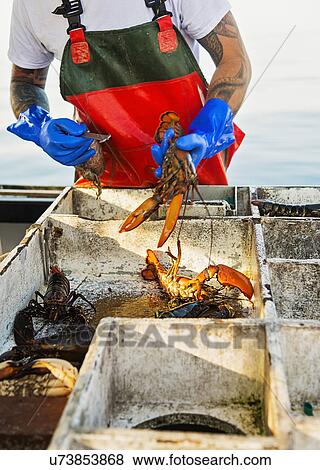 Fisherman measuring lobster View Large Photo Image Stock Photo - Fisherman measuring lobster. Fotosearch