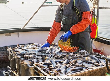 Fisherman packing fish View Large Photo Image Stock Photography - Fisherman packing fish. Fotosearch