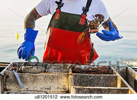 Fisherman throwing lobster View Large Photo Image Stock Image - Fisherman throwing lobster. Fotosearch