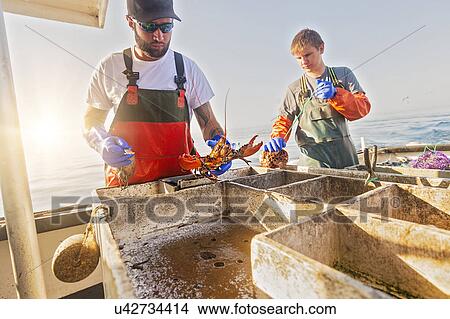 Fishermen measuring lobster View Large Photo Image Picture - Fishermen measuring lobster. Fotosearch