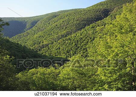 Picture - Forest covered mountain range in sunlight. Fotosearch