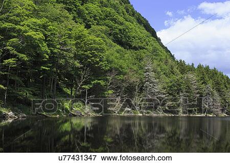 Stock Photo - Forest covering mountain reflected in lake. Fotosearch