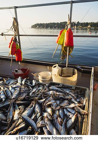 Fresh fish in crates View Large Photo Image Stock Photo - Fresh fish in crates. Fotosearch