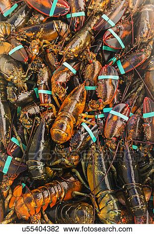 Full frame of fresh lobsters View Large Photo Image Stock Image - Full frame of fresh lobsters. Fotosearch
