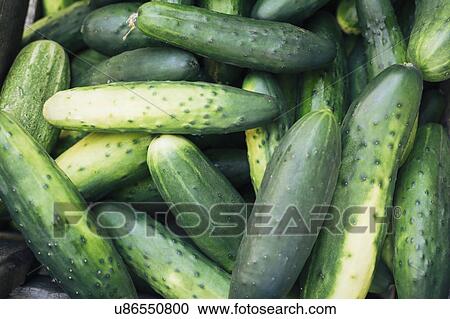 Heap of cucumbers View Large Photo Image Stock Image - Heap of cucumbers. Fotosearch