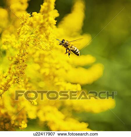 Honey bee flying to yellow flower View Large Photo Image Stock Photo - Honey bee flying to yellow flower. Fotosearch