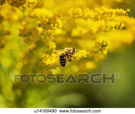 Honey bee perching on yellow flower View Large Photo Image Stock Image - Honey bee perching on yellow flower. Fotosearch
