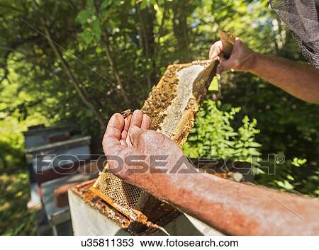 Hope, Beekeeper holding honeycomb View Large Photo Image Stock Image - Hope, Beekeeper holding honeycomb. Fotosearch