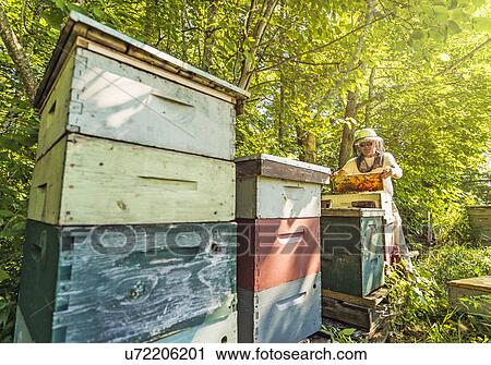 Stock Image - Hope, Beekeeper holding honeycomb. Fotosearch