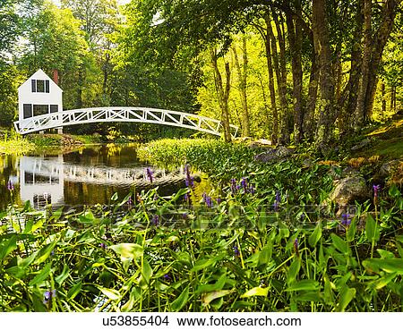 House and footbridge in green forest View Large Photo Image Picture - House and footbridge in green forest. Fotosearch
