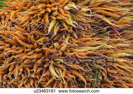 Stock Image - Large bunch of orange, yellow and purple carrots. Fotosearch