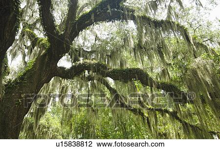 Low angle view of tree overgrown with moss View Large Photo Image Stock Image - Low angle view of tree overgrown with moss. Fotosearch