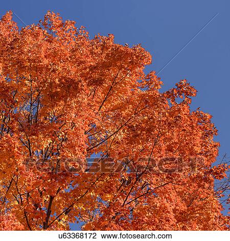 low-angle view of tree with autumn leaves View Large Photo Image Stock Image - low-angle view of tree with autumn leaves. Fotosearch