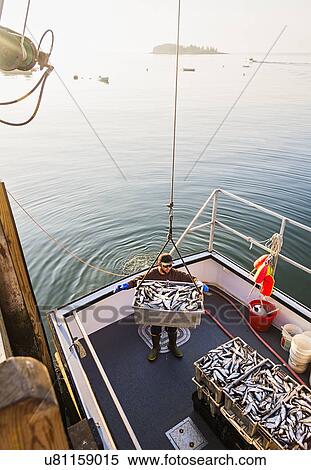 Man loading fish on boat View Large Photo Image Stock Photography - Man loading fish on boat. Fotosearch