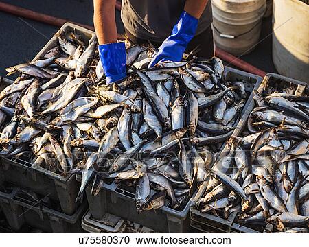 Stock Image - Man positioning fish. Fotosearch