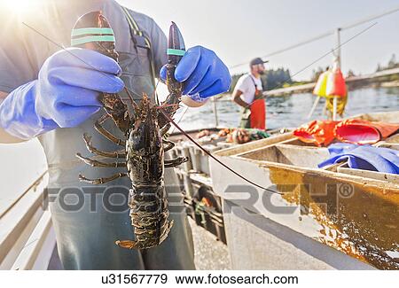 Stock Photo - Man showing lobster with fisherman in background. Fotosearch