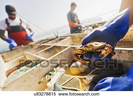 Man's hand holding crab with two fisherman working in background View Large Photo Image Stock Photography - Man's hand holding crab with two fisherman working in background. Fotosearch