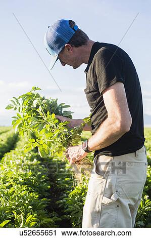 Stock Image - Mature man holding green plant. Fotosearch