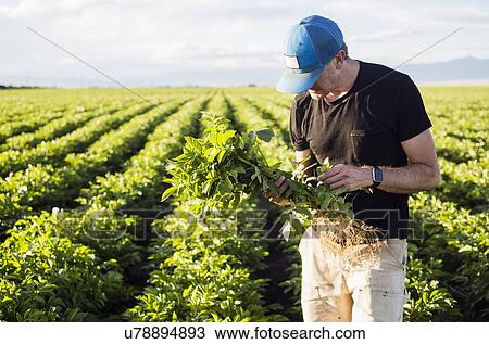 Stock Image - Mature man holding green plant. Fotosearch