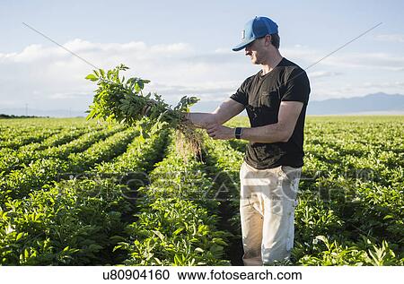 Stock Image - Mature man holding green plant. Fotosearch