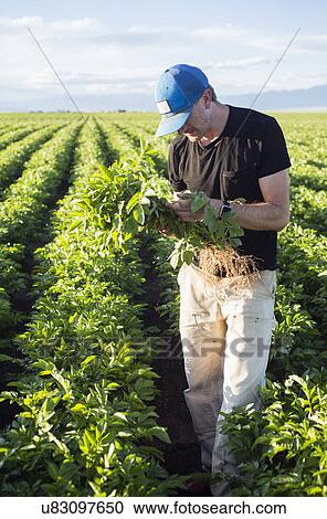 Stock Image - Mature man holding green plant. Fotosearch