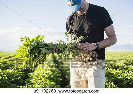 Mature man holding green plant View Large Photo Image Stock Image - Mature man holding green plant. Fotosearch