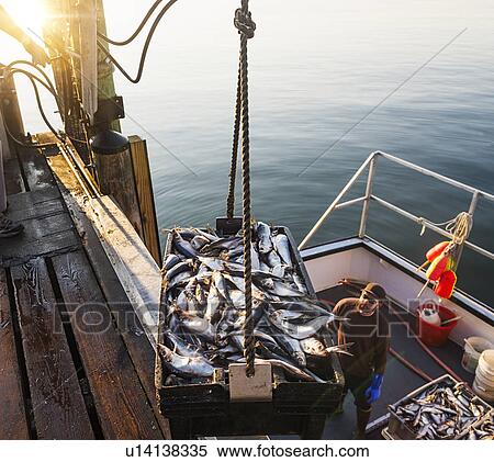 Men loading fish on boat View Large Photo Image Stock Photography - Men loading fish on boat. Fotosearch