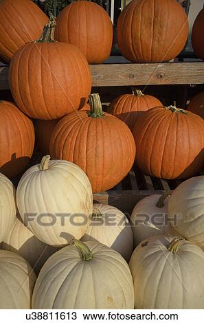 Orange and yellow pumpkin on display View Large Photo Image Stock Image - Orange and yellow pumpkin on display. Fotosearch
