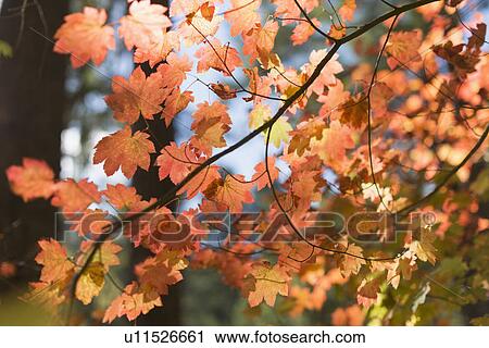 Stock Image - Orange colored leaves of tree. Fotosearch