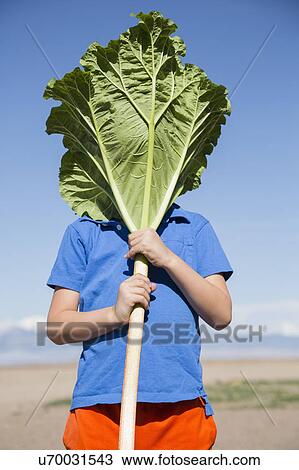 Portrait of boy (6-7) hiding behind large rhubarb leaf View Large Photo Image Stock Image - Portrait of boy (6-7) hiding behind large rhubarb leaf. Fotosearch