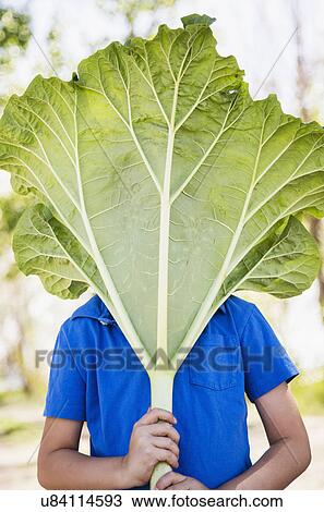 Stock Image - Portrait of boy (6-7) hiding behind large rhubarb leaf. Fotosearch