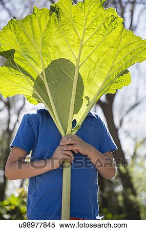 Stock Photography - Portrait of boy (6-7) hiding behind large rhubarb leaf. Fotosearch