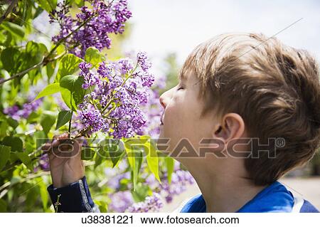 Portrait of boy (6-7) smelling flowers View Large Photo Image Stock Image - Portrait of boy (6-7) smelling flowers. Fotosearch