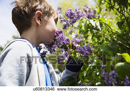Portrait of boy (6-7) smelling flowers View Large Photo Image Stock Photograph - Portrait of boy (6-7) smelling flowers. Fotosearch