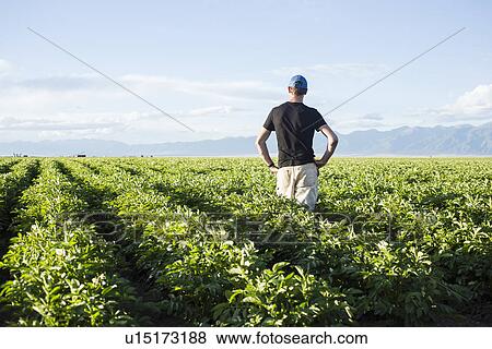 Rear view of mature man standing in field View Large Photo Image Stock Photo - Rear view of mature man standing in field. Fotosearch