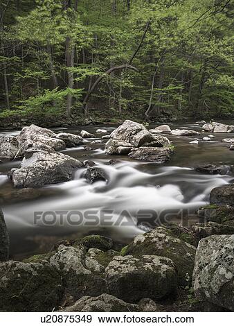 River flowing through forest View Large Photo Image Stock Photo - River flowing through forest. Fotosearch
