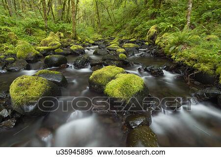 Stock Photography - River flowing through green forest. Fotosearch