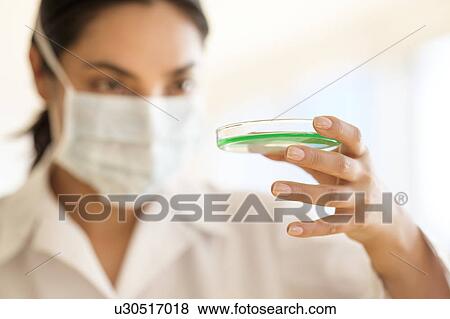 Scientist holding petri dish View Large Photo Image Stock Photo - Scientist holding petri dish. Fotosearch