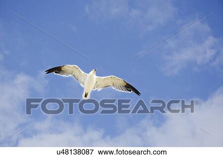 Seagull flying against cloudy sky View Large Photo Image Stock Photo - Seagull flying against cloudy sky. Fotosearch