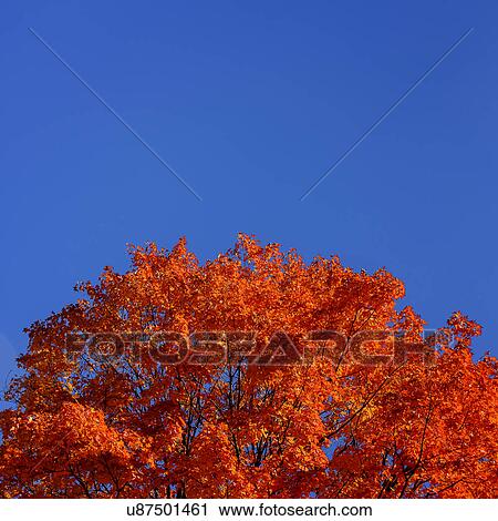 Tree against blue sky View Large Photo Image Stock Image - Tree against blue sky. Fotosearch