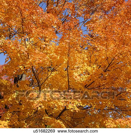 Tree with autumn leaves View Large Photo Image Stock Photo - Tree with autumn leaves. Fotosearch