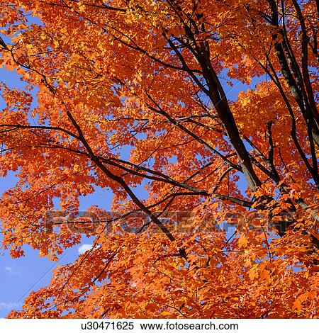 Tree with autumn leaves View Large Photo Image Stock Photography - Tree with autumn leaves. Fotosearch
